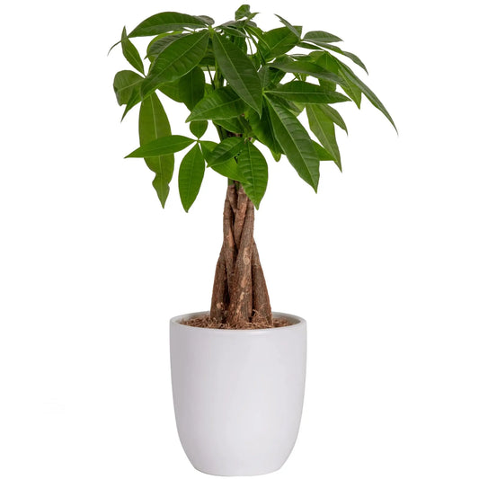 Money Tree Live Houseplant in Ceramic Planter Pot The Luxe Loft